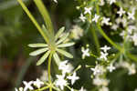 False baby's breath